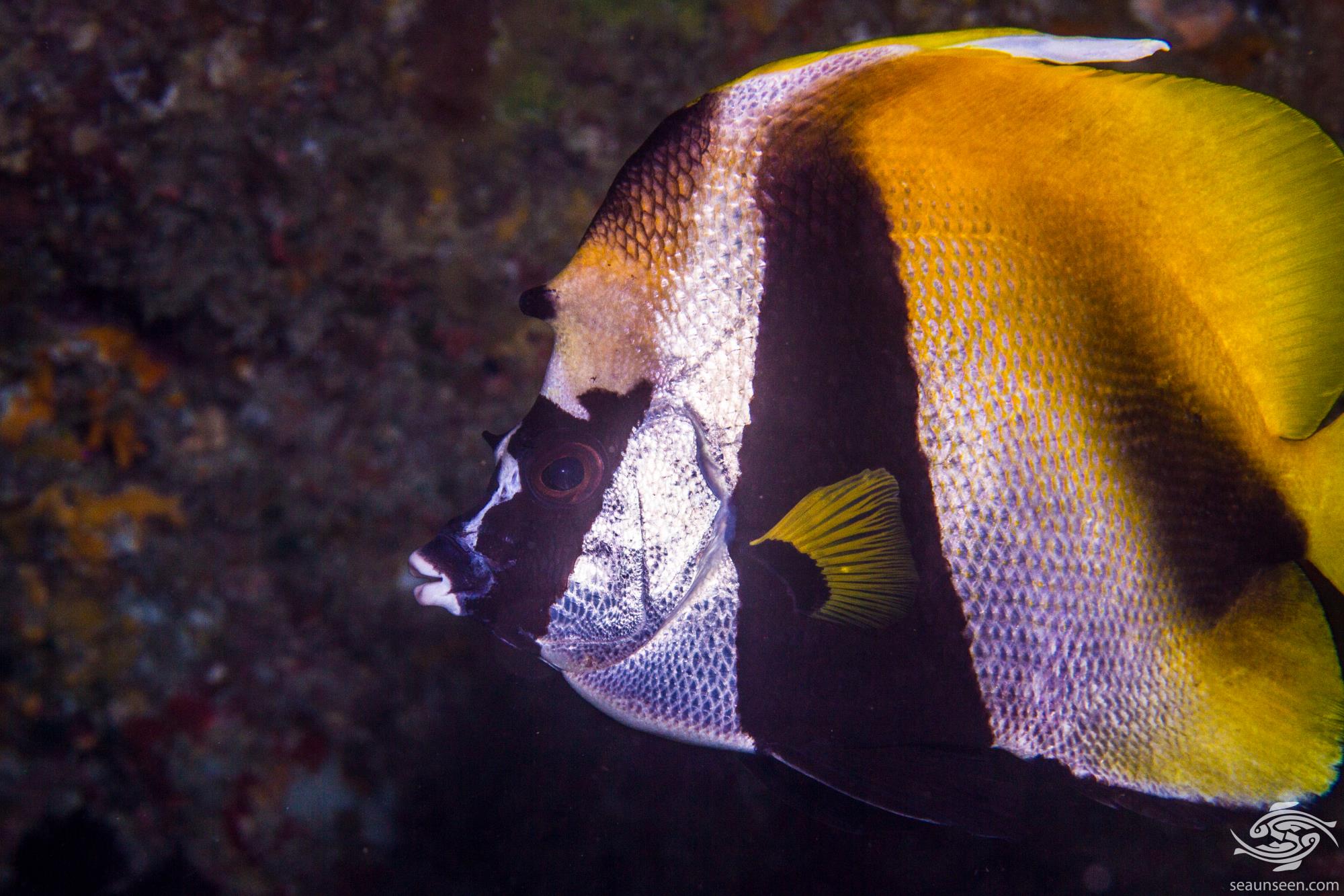 Masked Bannerfish Facts and Photographs Seaunseen