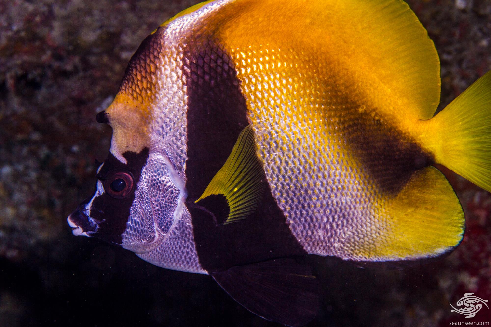Masked Bannerfish Facts and Photographs Seaunseen