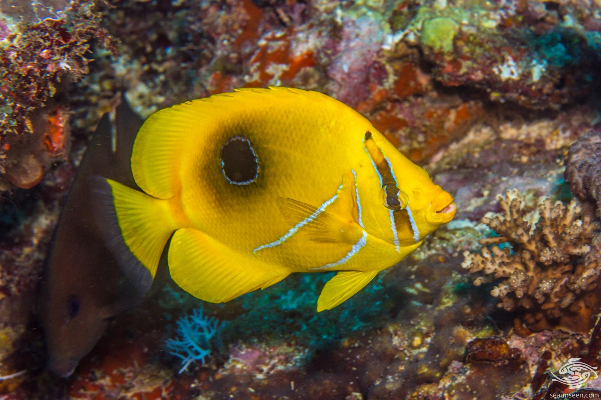 Archer Butterflyfish Facts and Photographs Seaunseen