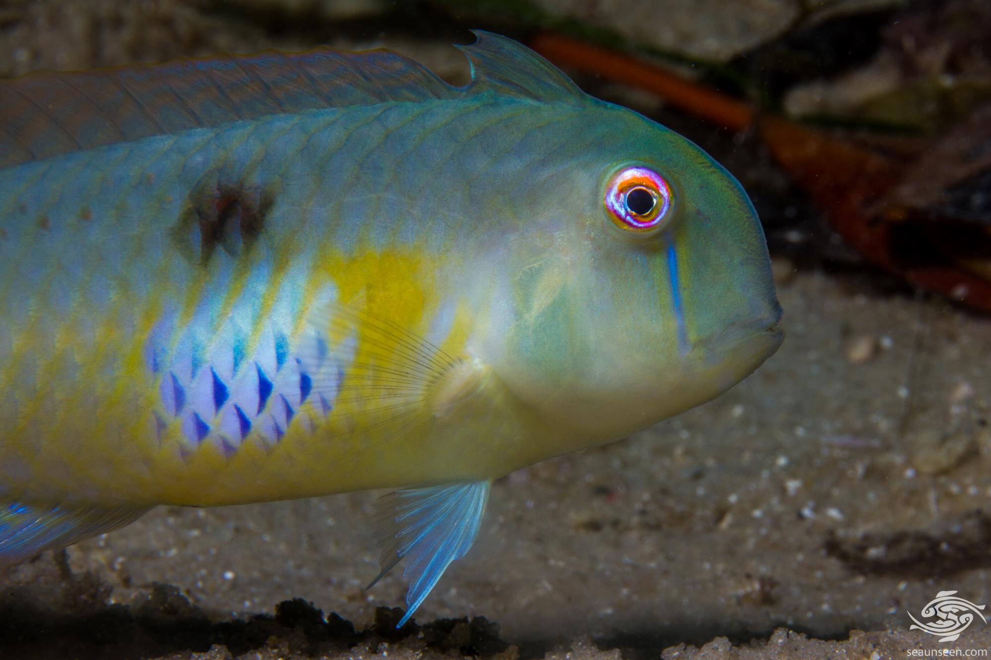 Peacock Razor Wrasse Facts Video and Photographs • Seaunseen