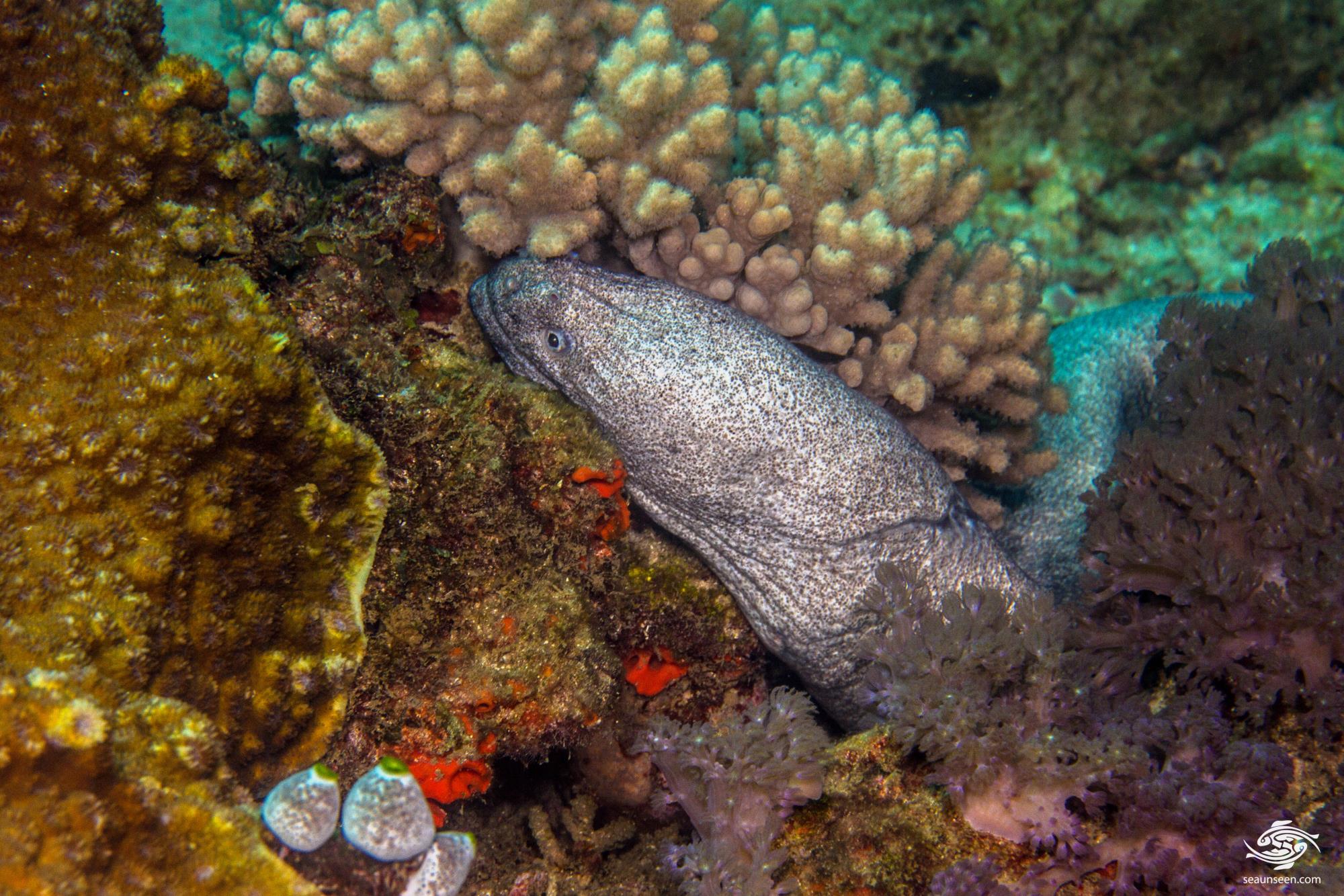 Granite Moray Eel Facts and Photographs Seaunseen