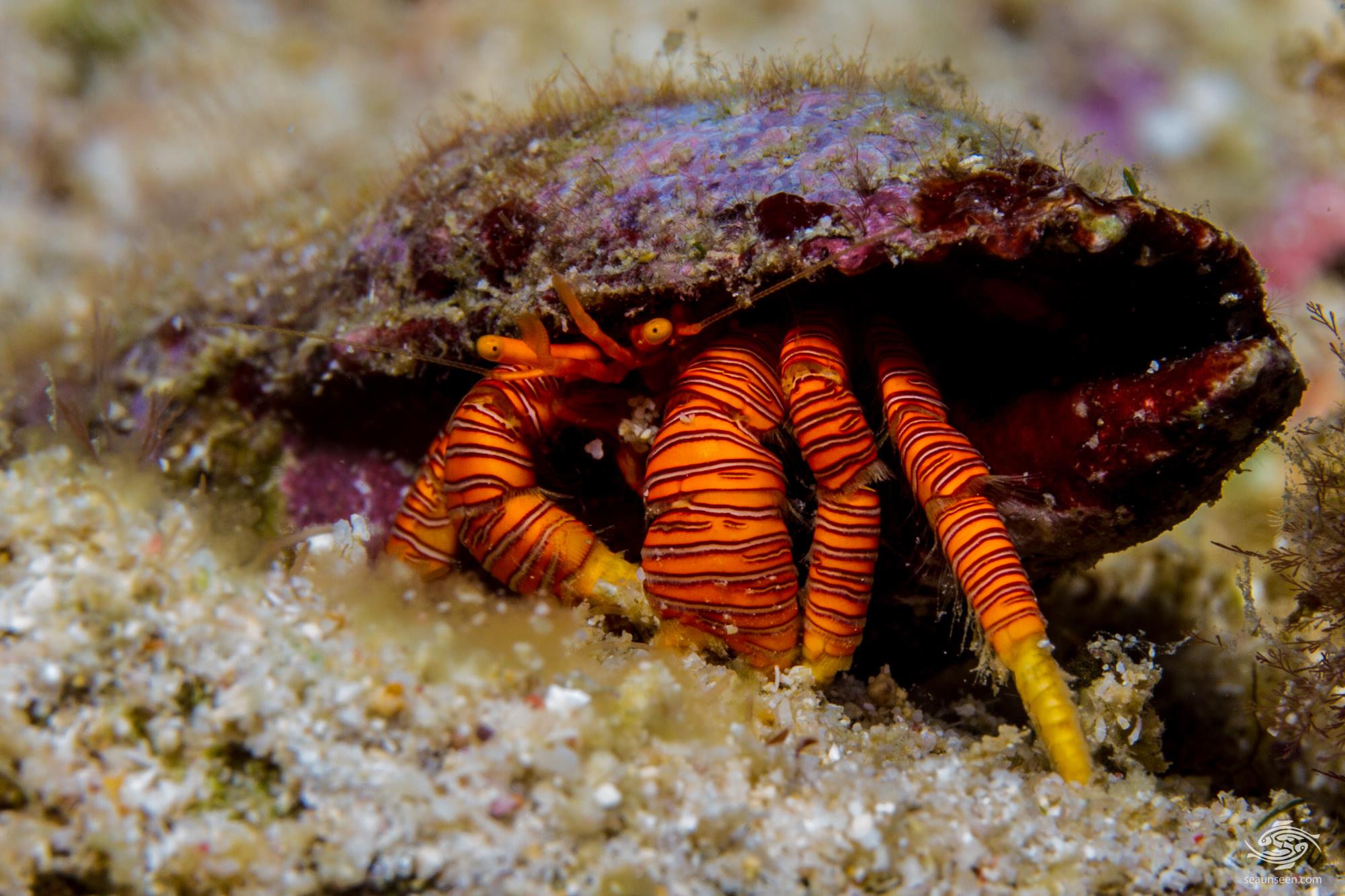 Halloween Hermit Crab Facts and Photographs Seaunseen