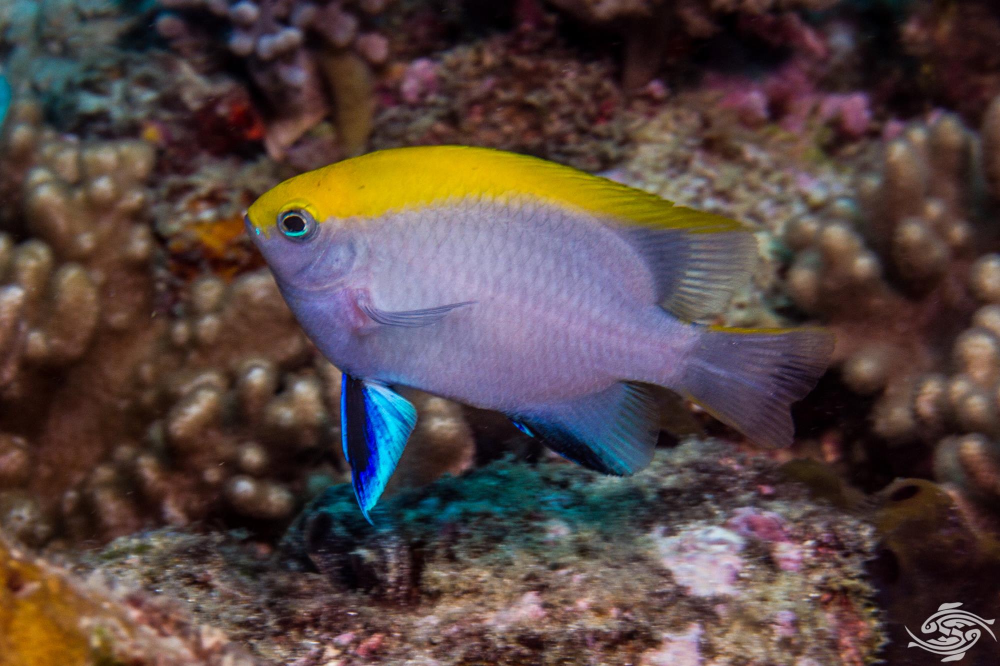 Black Damselfish Facts and Photographs Seaunseen