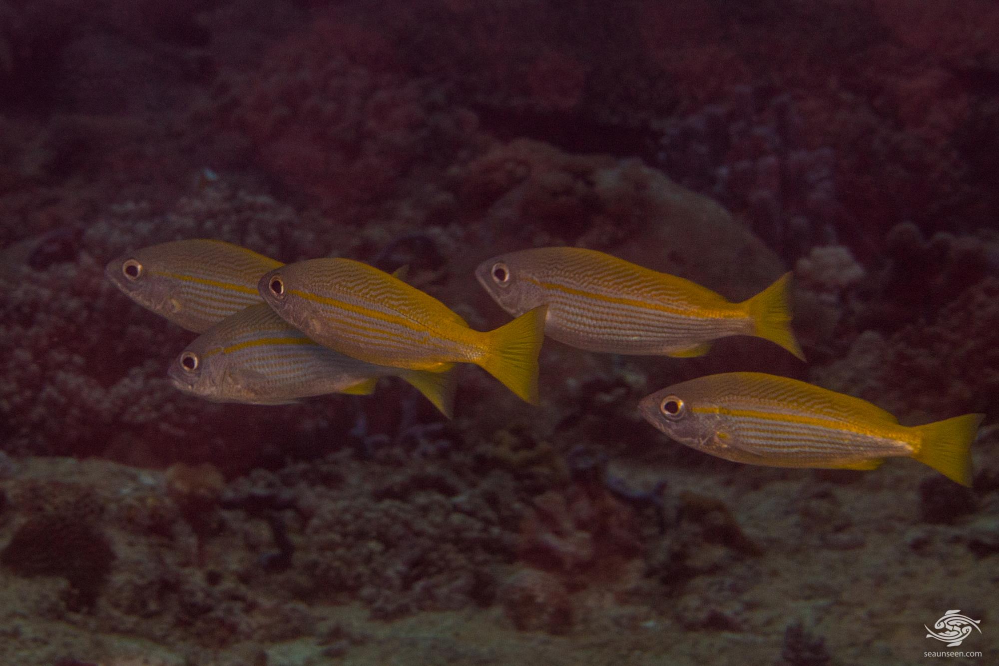 Bigeye Snapper Facts and Photographs Seaunseen