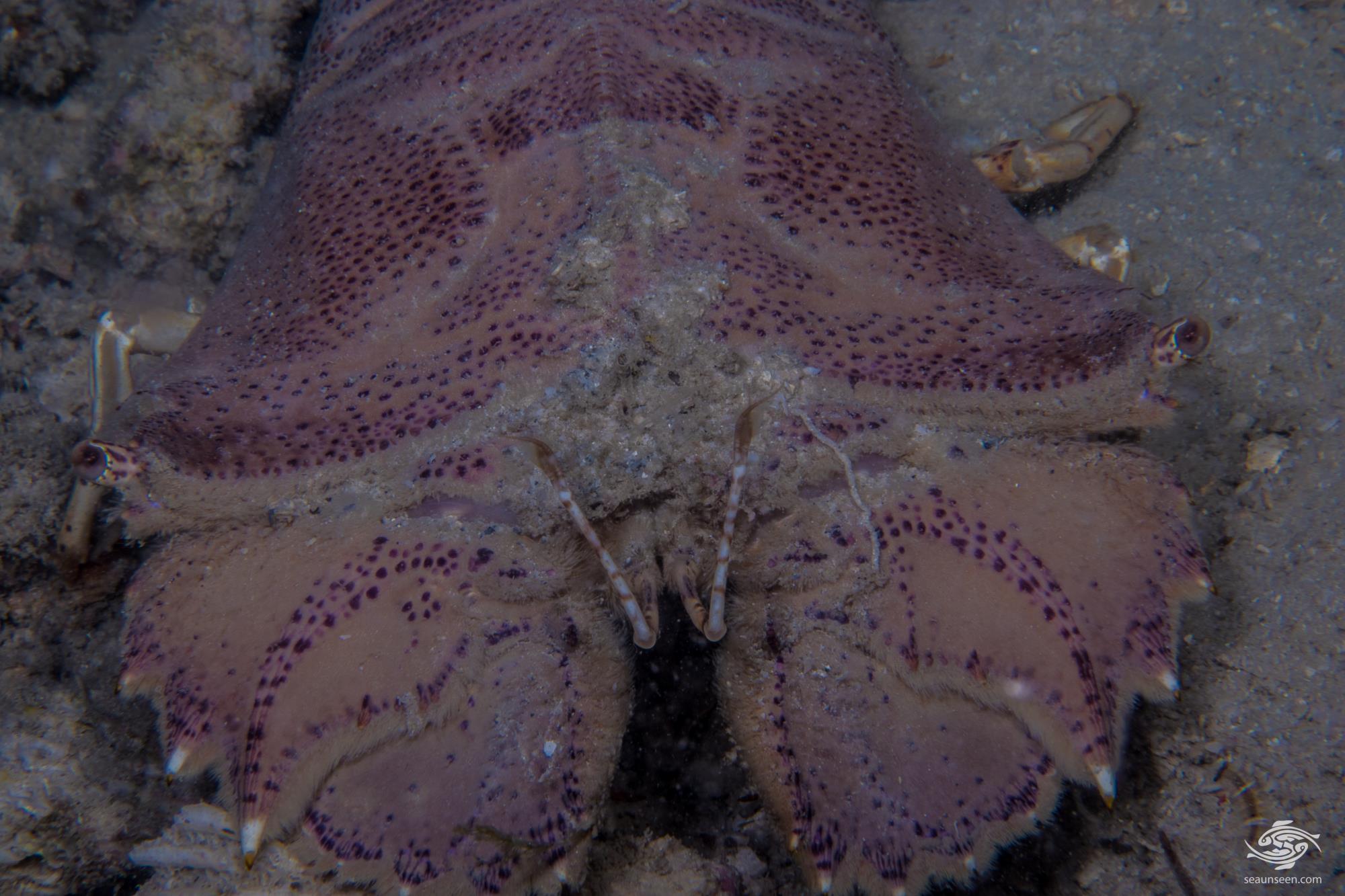 Flathead Slipper Lobster Facts and Photographs Seaunseen
