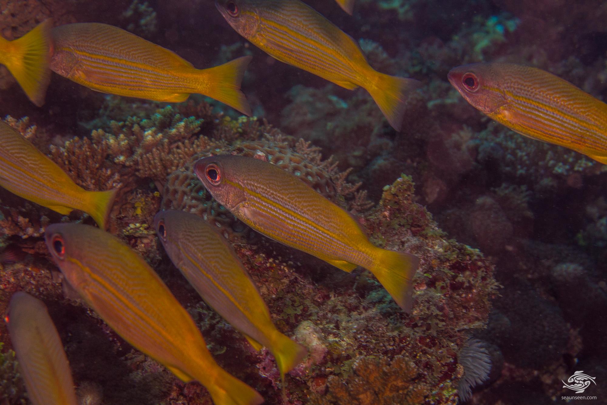 Bigeye Snapper Facts and Photographs Seaunseen