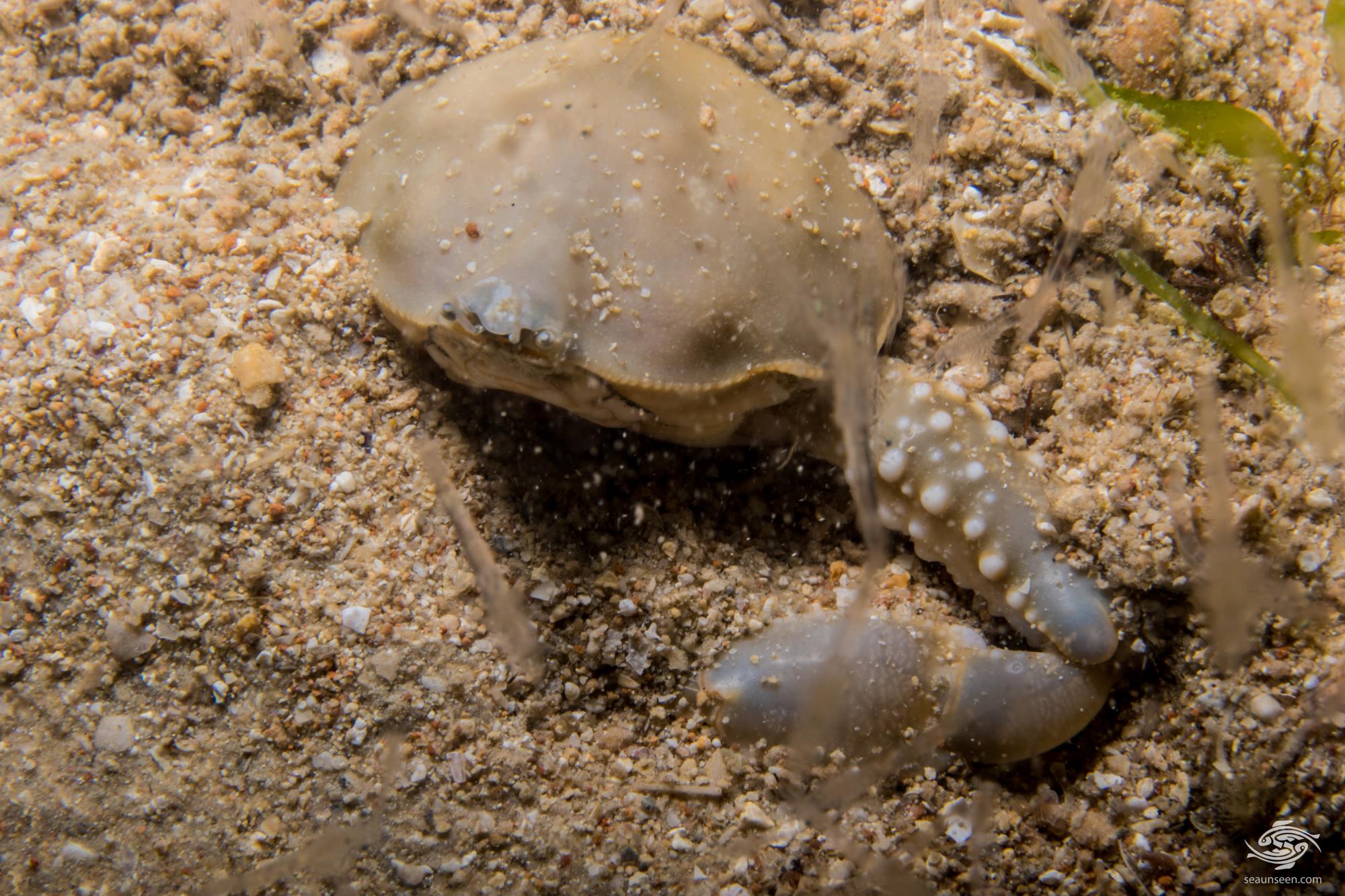 Olive Purse Crab Facts and Photographs • Seaunseen