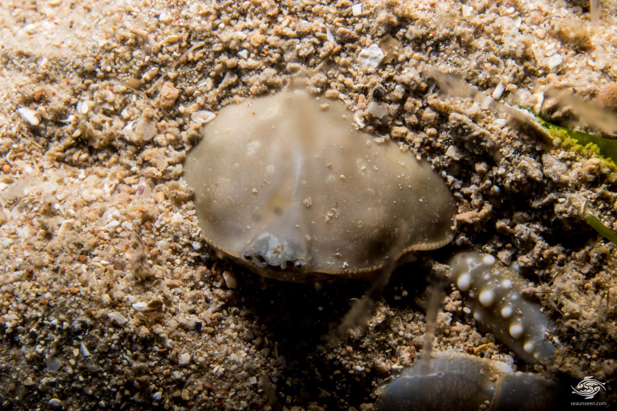 Olive Purse Crab Facts and Photographs • Seaunseen