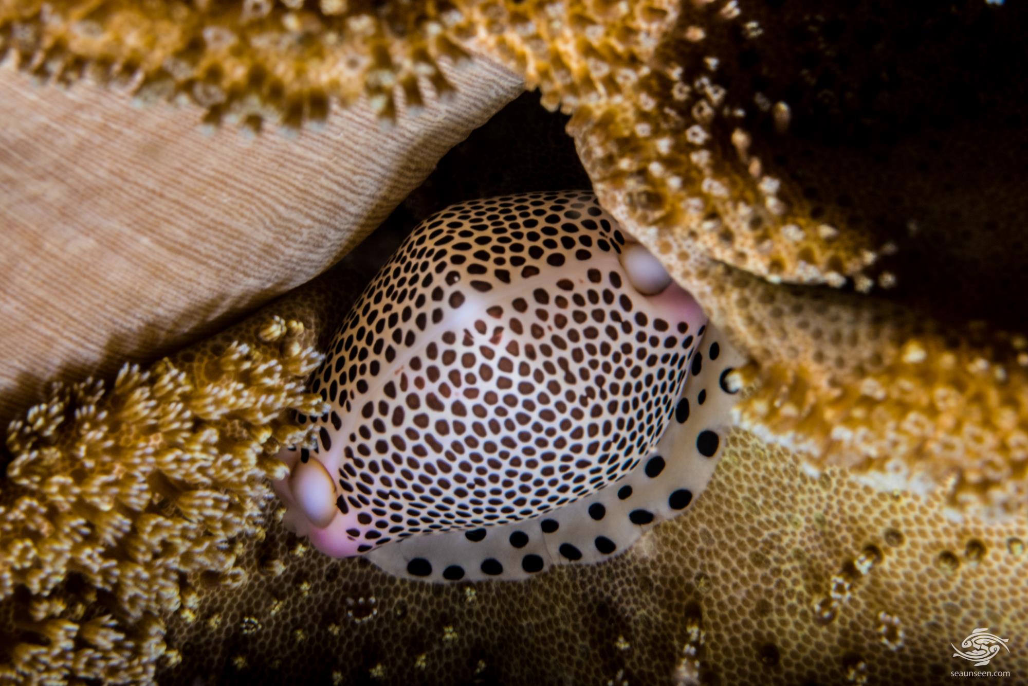 Umbilical Egg Cowrie Facts and Photographs Seaunseen