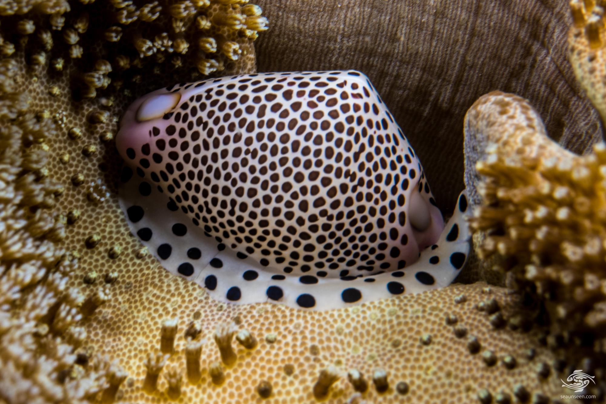 Umbilical Egg Cowrie Facts and Photographs Seaunseen