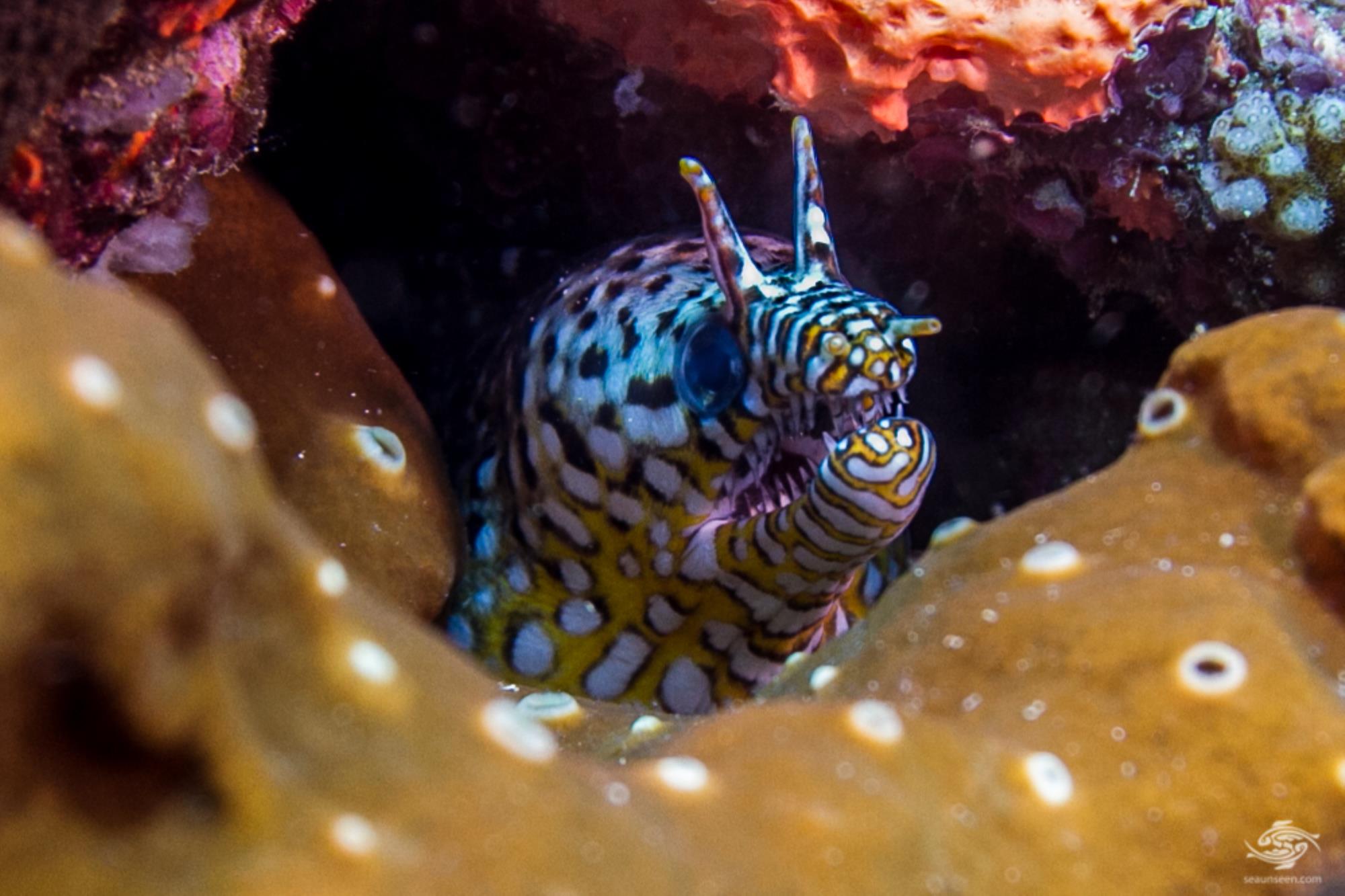 Dragon Moray EelFacts and Photographs Seaunseen