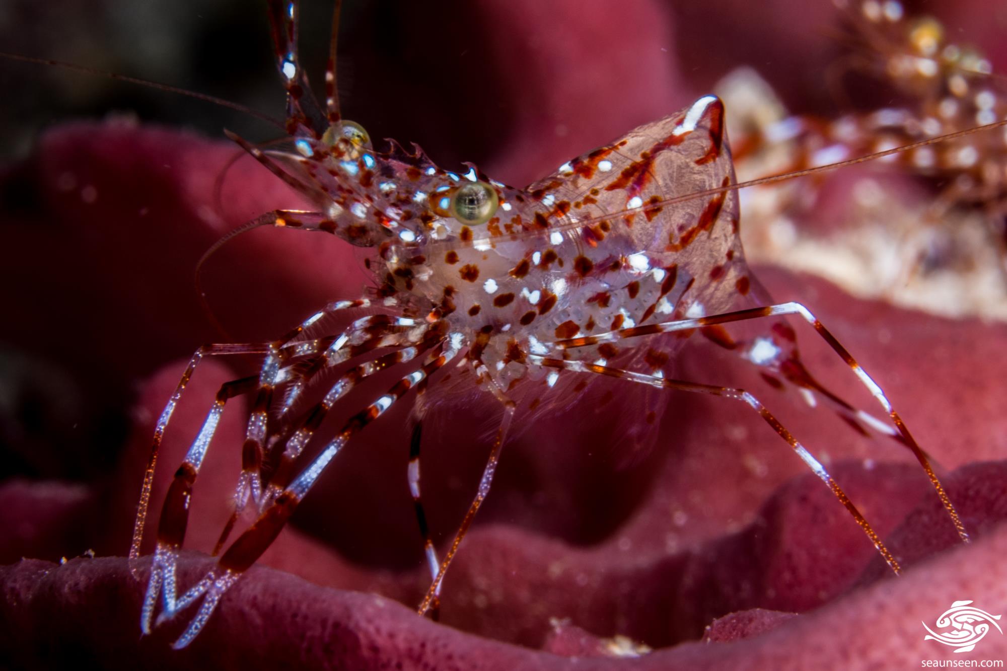 Clear Cleaner ShrimpFacts and Photographs Seaunseen