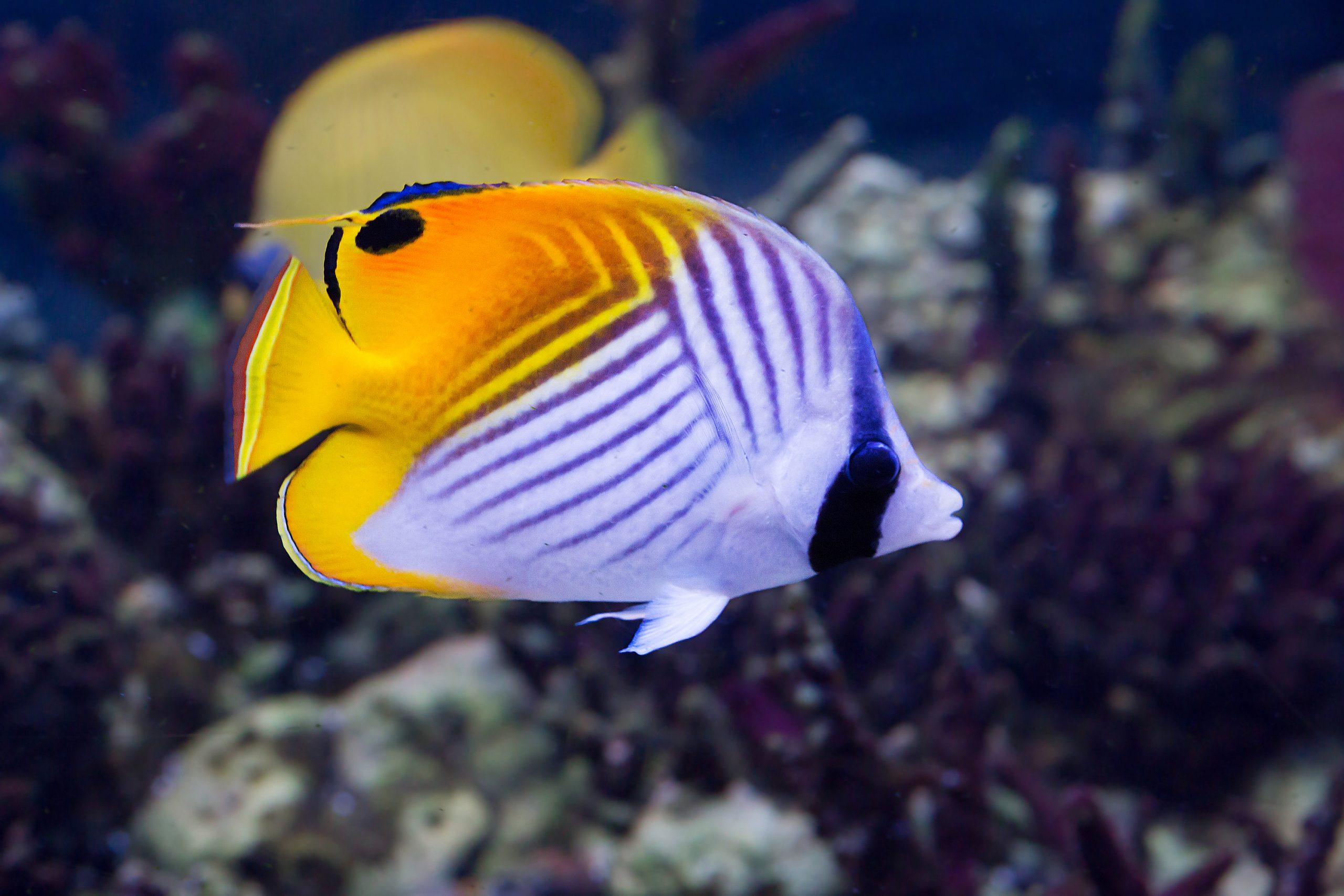 Saltwater Aquarium Fish Types