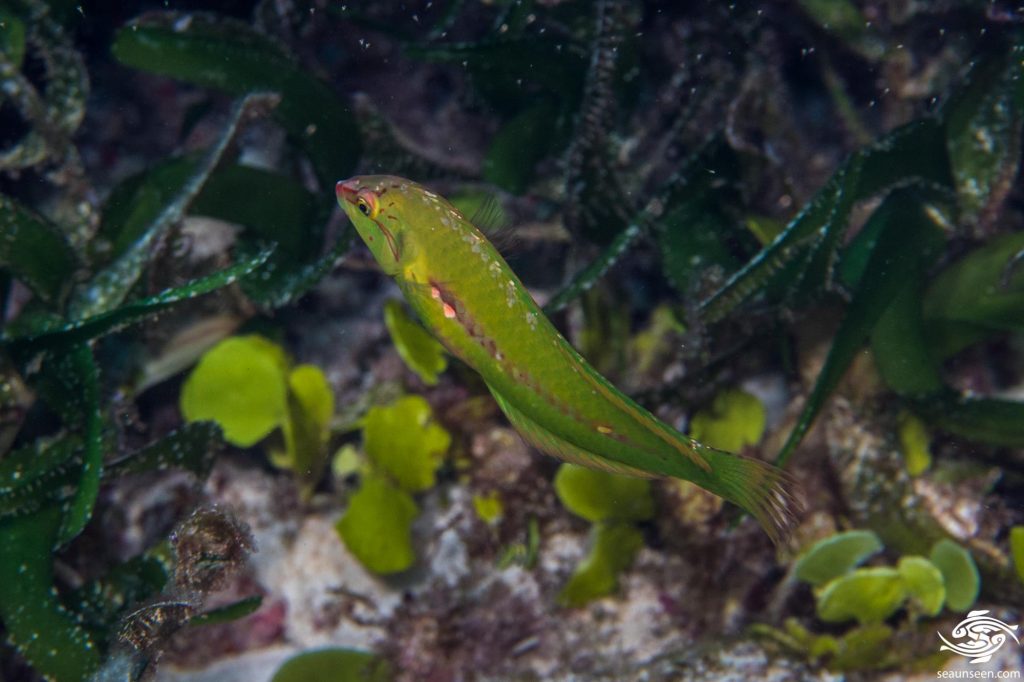 Six Line Wrasse Facts and Photographs Seaunseen