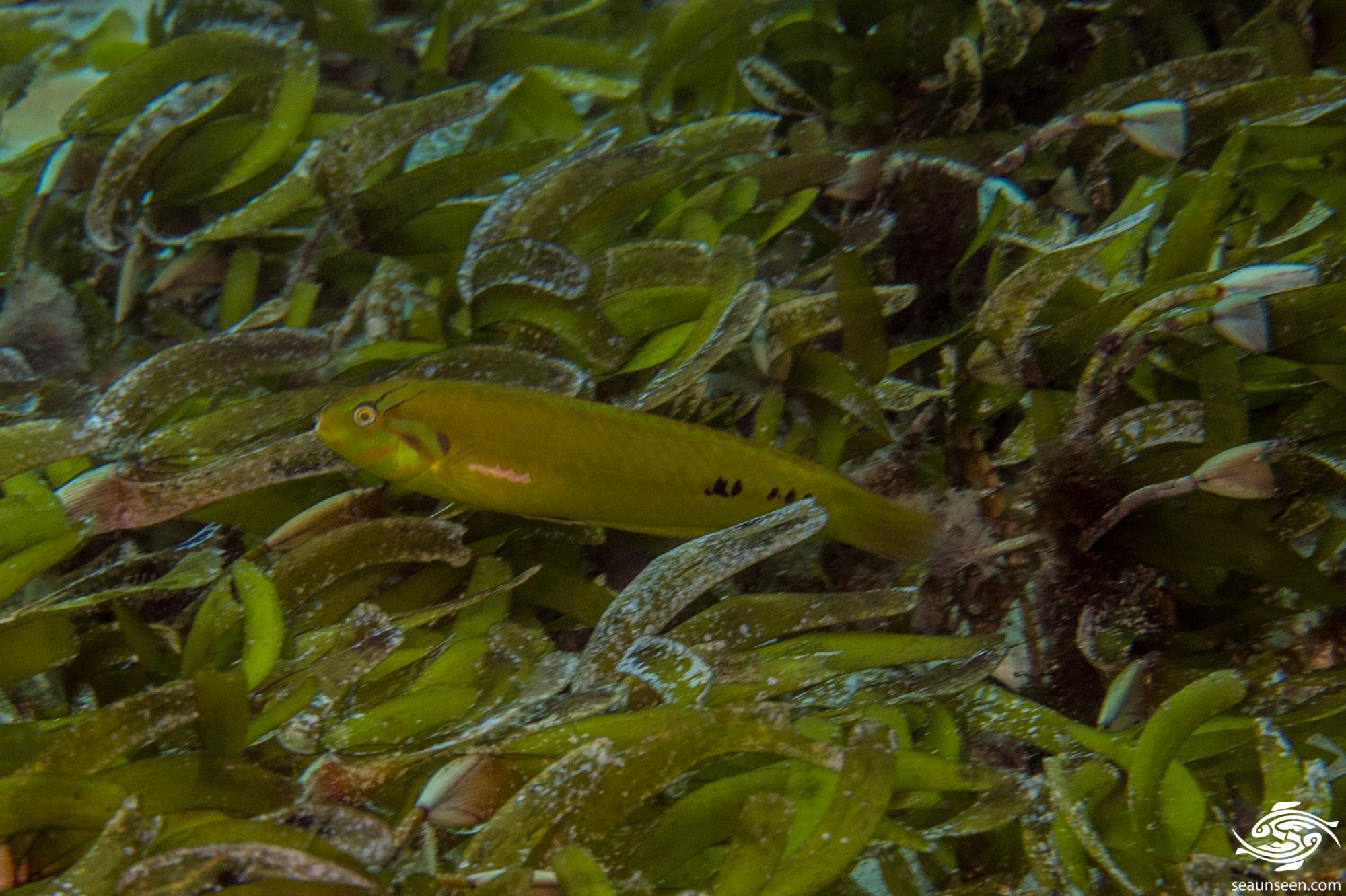 Six Line Wrasse Facts and Photographs Seaunseen