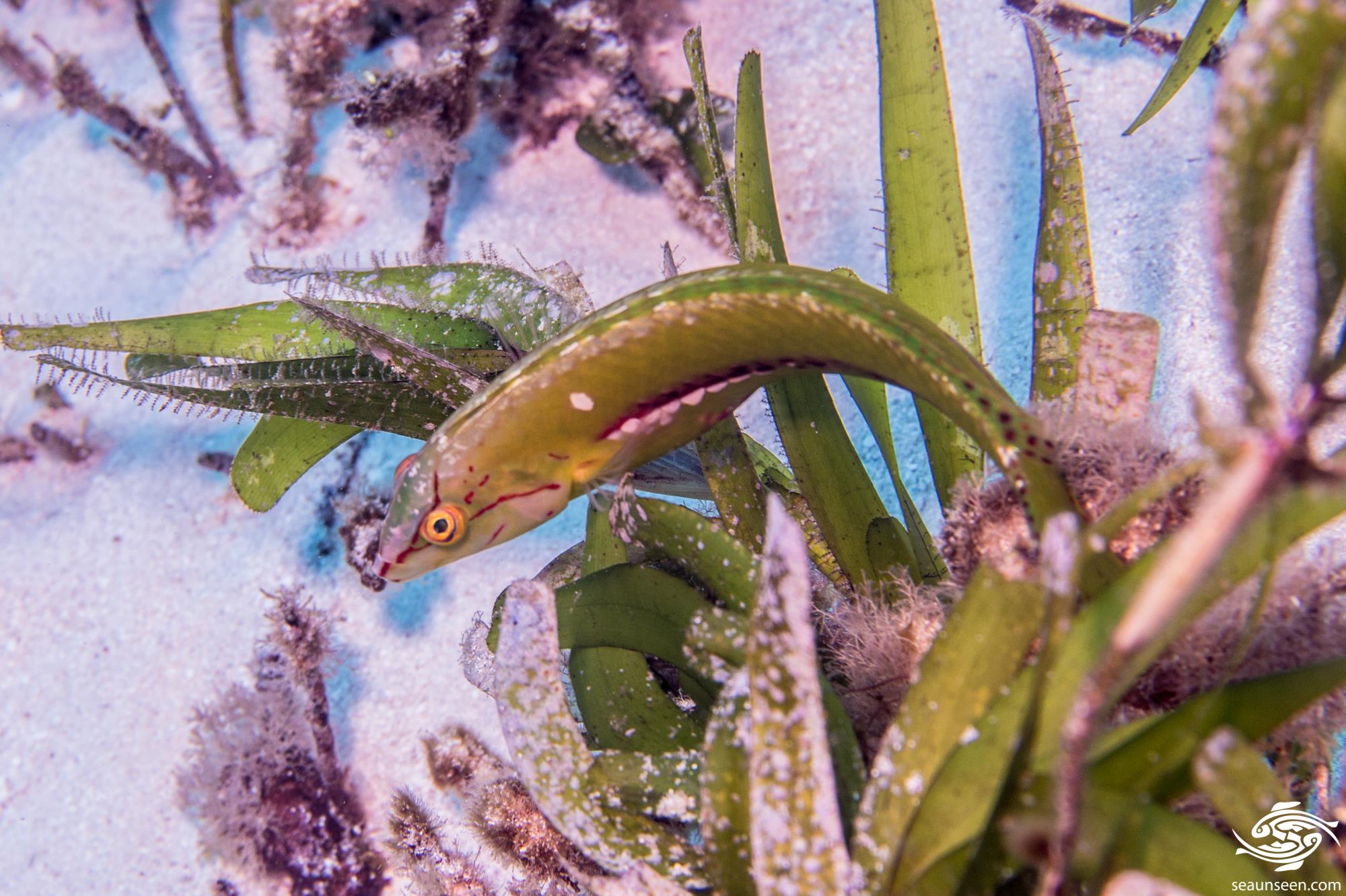 Six Line Wrasse Facts and Photographs Seaunseen