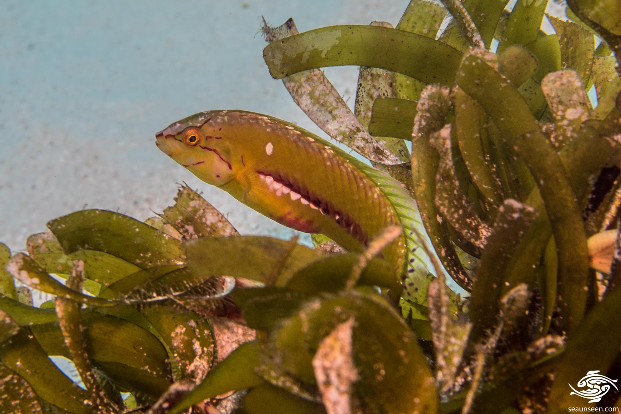 Six Line Wrasse Facts and Photographs Seaunseen