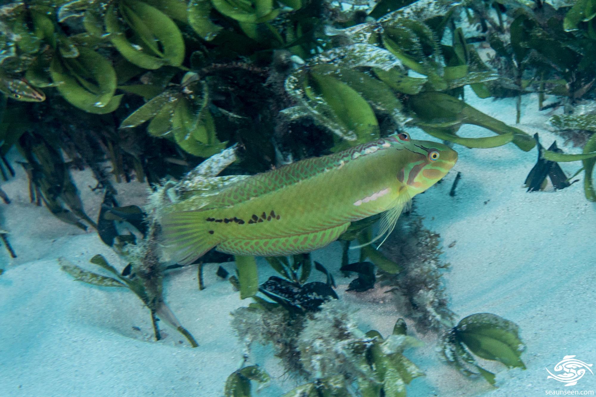 Six Line Wrasse Facts and Photographs Seaunseen