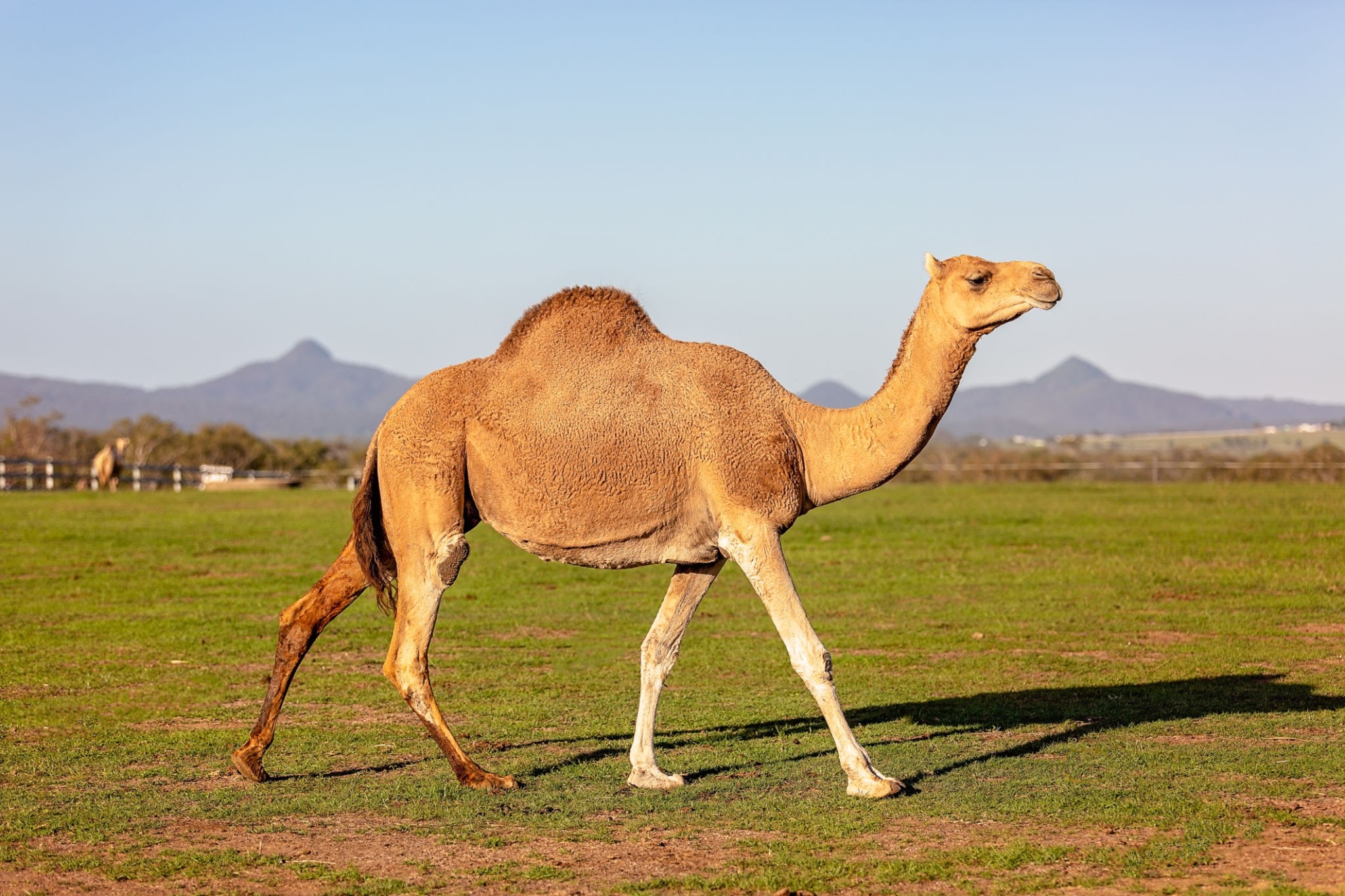 Sebastian's Zoo Camel