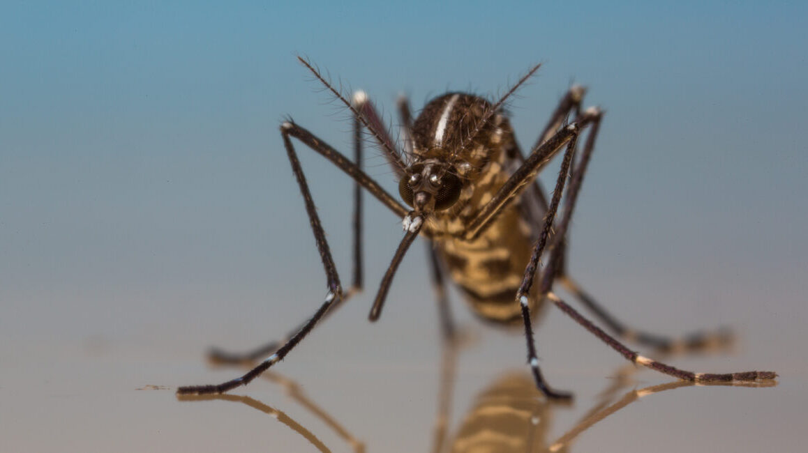 New Article Explores Tiger Mosquito Population Dynamics at Small