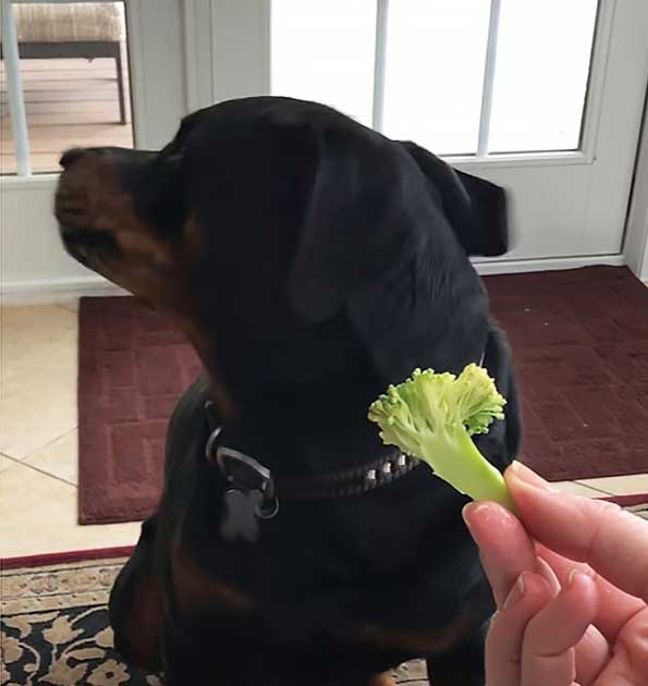 This Hilarious Rottweiler Refuses to Eat His Veggies, But Can't Get