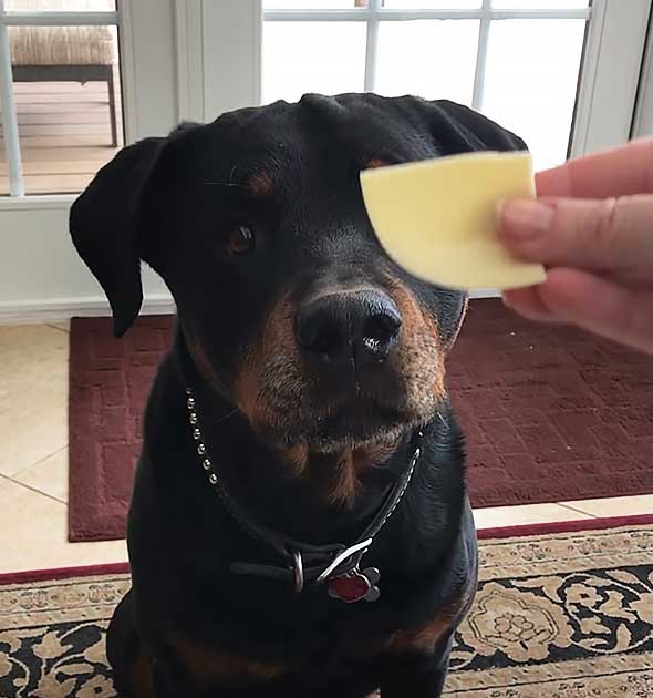 This Hilarious Rottweiler Refuses to Eat His Veggies, But Can't Get