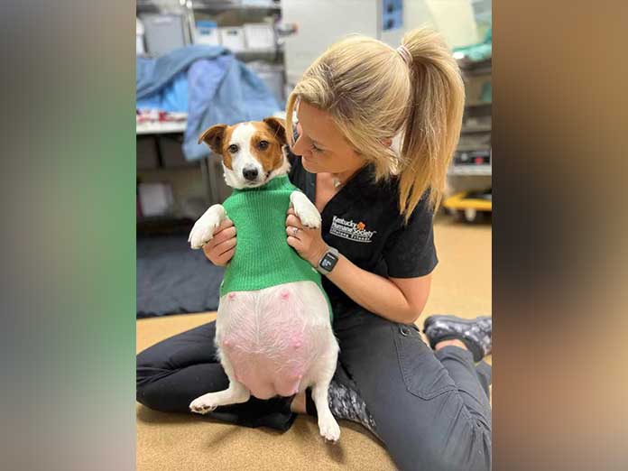 Vets Are Shocked By The Number of Puppies Delivered By Tiny Shelter Dog