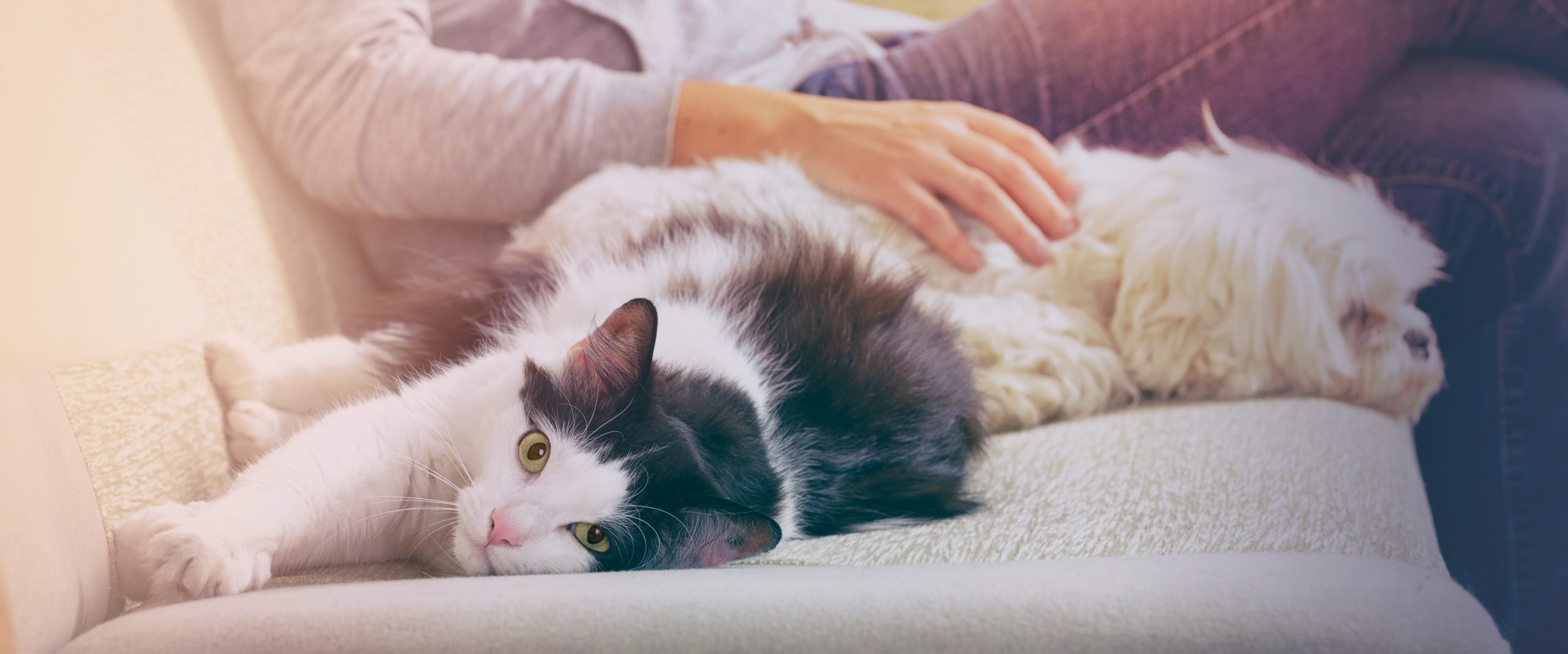 Surrendering Second Chance Animal Rescue