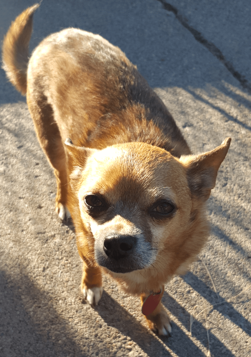 Rosco Second Chance Chi Rescue is located in Utah.