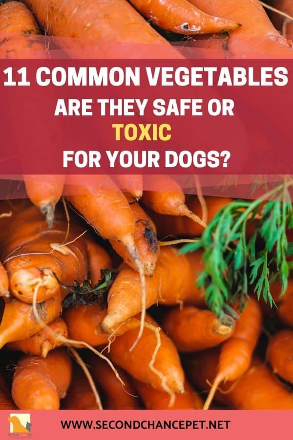 What Vegetables Can Dogs Eat? Which Are Safe and Which Are Toxic?
