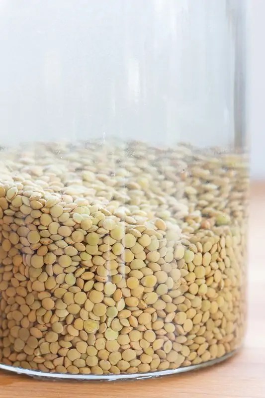 How to Sprout Lentils Second Spring