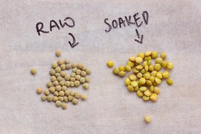 How to Sprout Lentils Second Spring