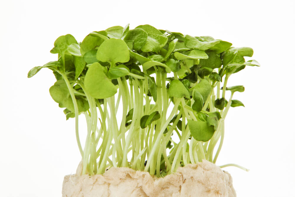 Alfalfa, Equine Allergies, and Digestion SecondVet