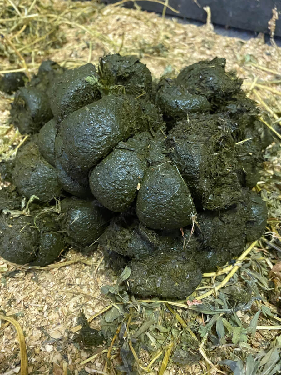 What's Your Horse's Poop Telling You? SecondVet