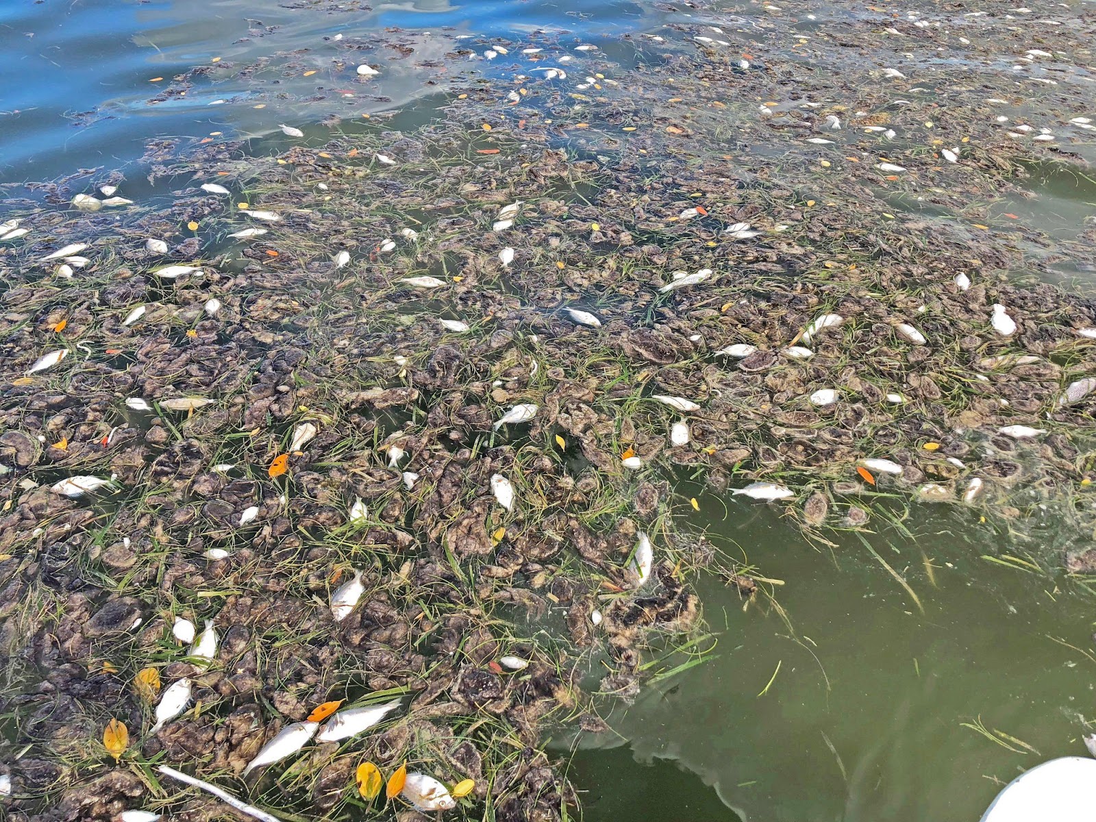 The Importance of Monitoring Efforts on the Indian River Lagoon SECOORA