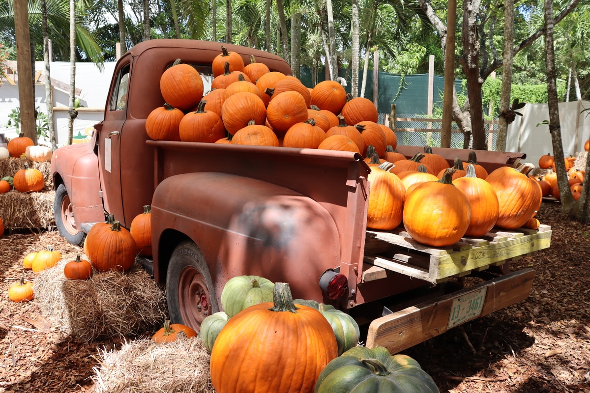 7 Awesome Pumpkin Patches To Check Out This Fall In Miami