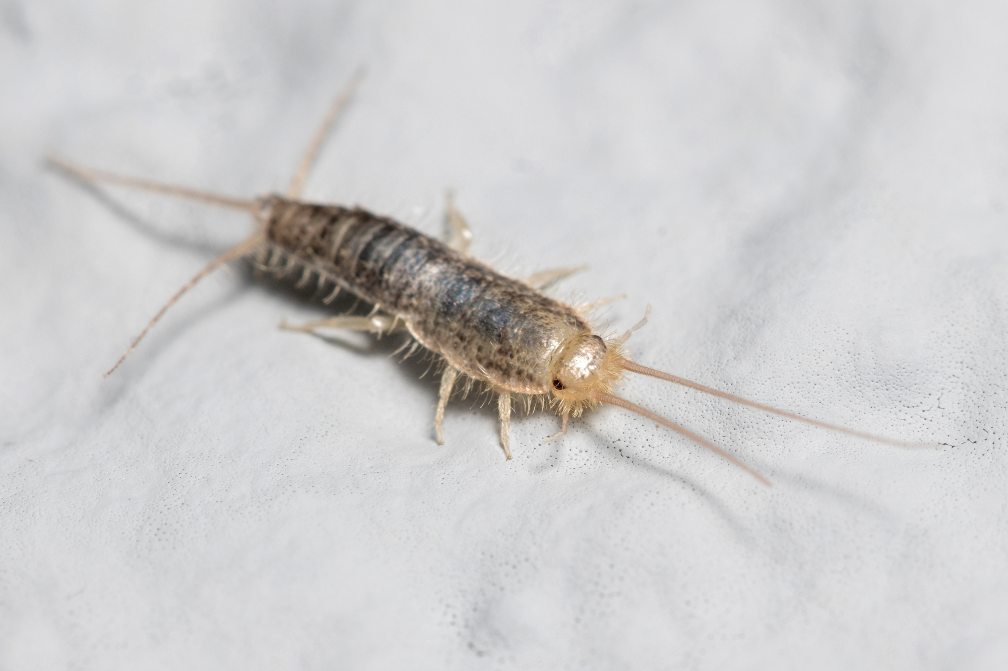 Silverfish Control Toronto Area York Durham Halton Peel Regions