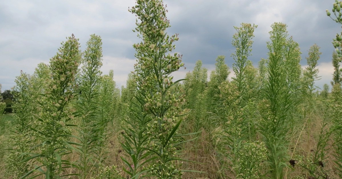 Unlock the Hidden Power of Horseweed (Erigeron canadensis) 20 Health