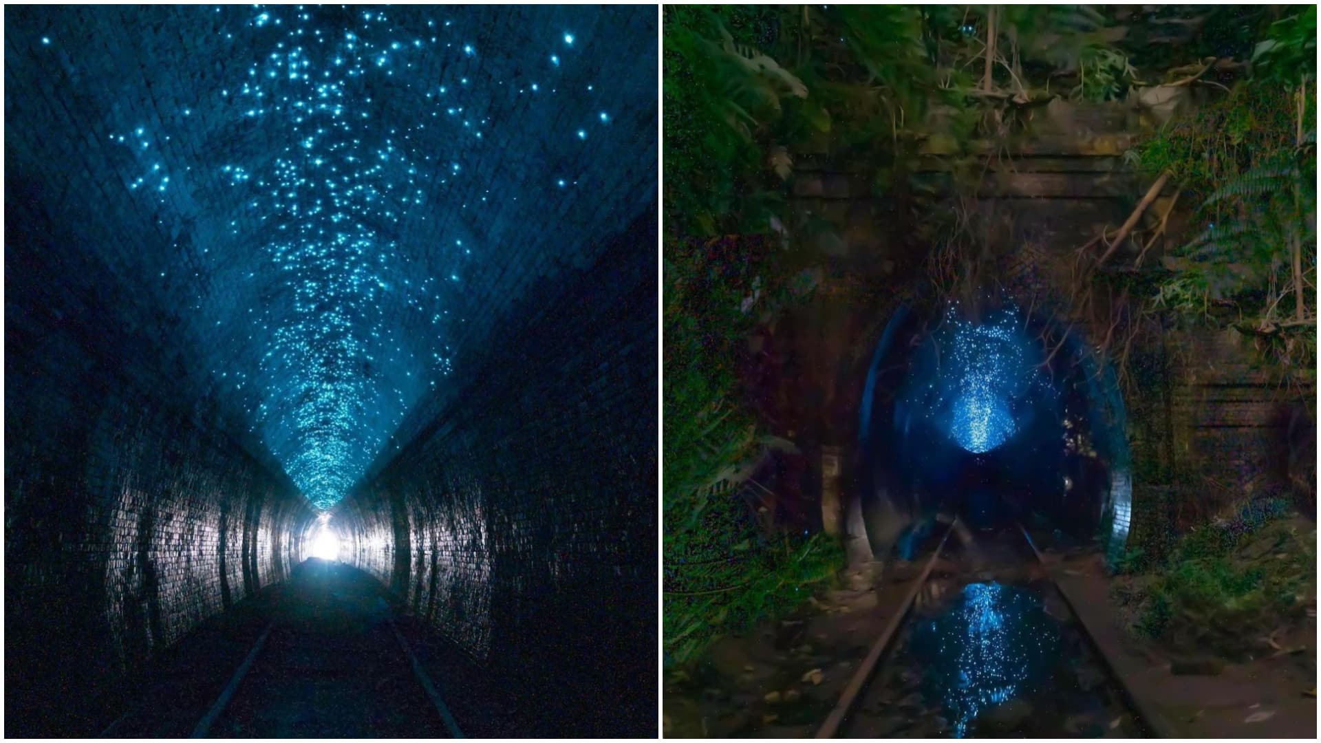 Glow Worm Tunnel Near Sydney Old Helensburgh Station