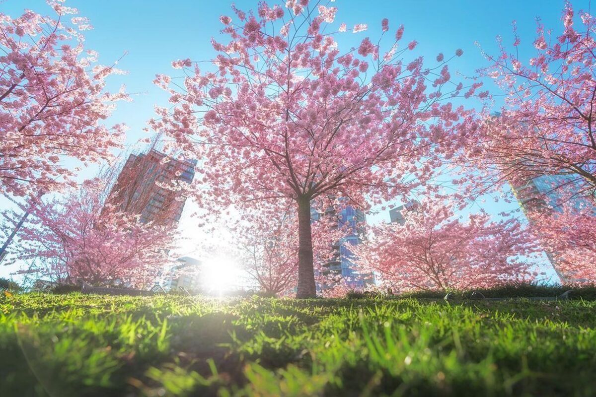 The Cherry Blossoms Are In Full Bloom At High Park