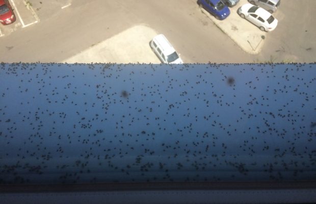 Pe platani insectele se aduna in grupuri pe parte inferioara a frunzelor, in special in dreptul nervurilor principale. Video In Timp Ce Pmb Se Bate Cu Tantarii Tigrul Platanului Ne Mananca De Vii Sectorul 4 Live
