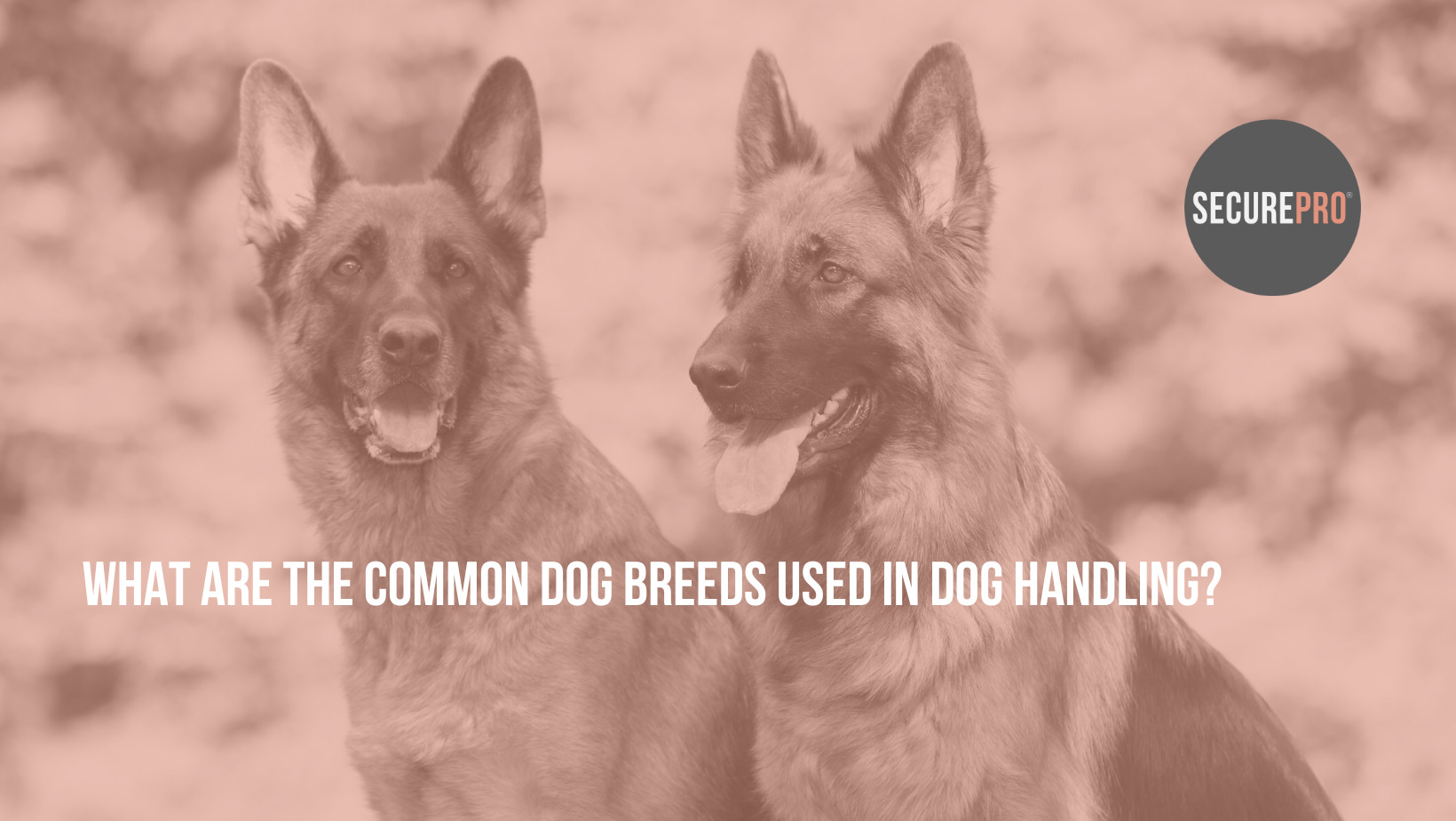 What are the 5 most common dog breeds in dog handling? SecurePro