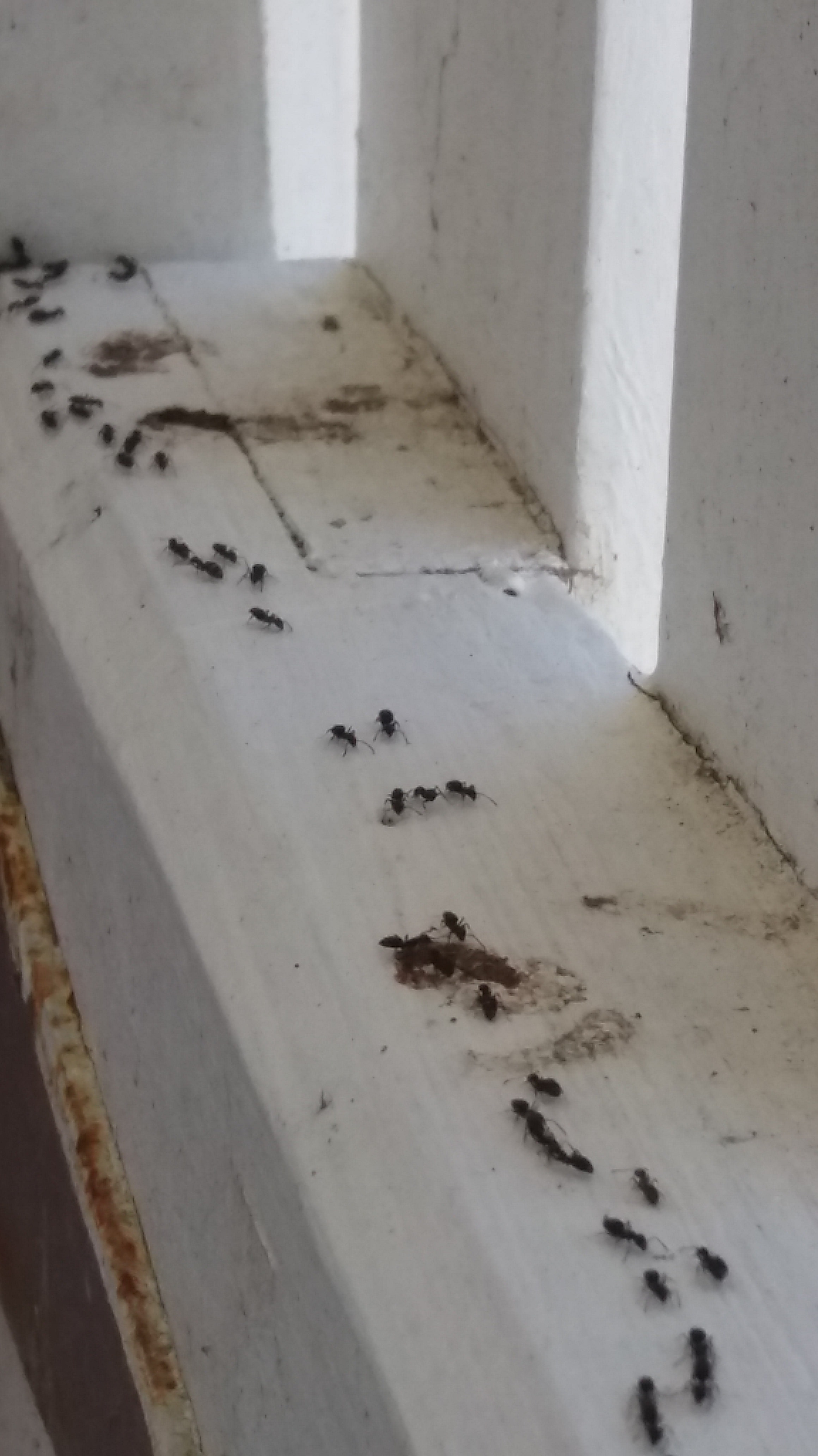 Ants In Kitchen Pantry Wow Blog