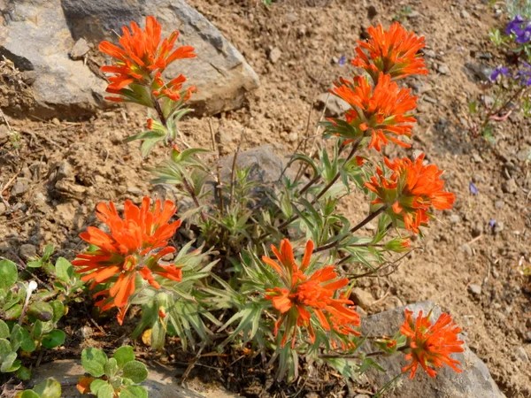 Native Plant Society of Oregon Portland Chapter