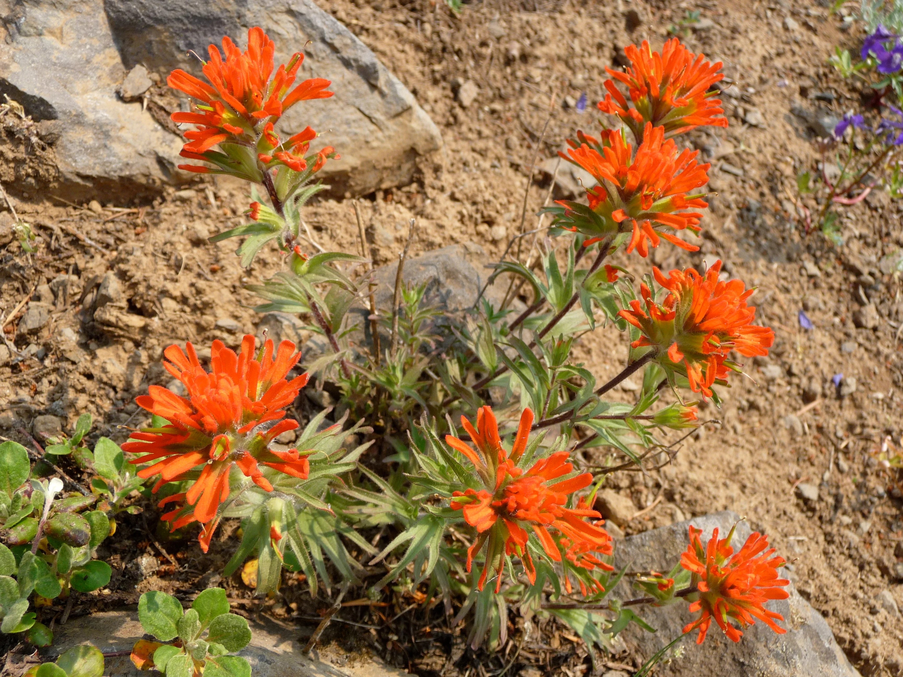 A Wildflower Walk to McCall Point, Tom McCall Nature Preserve, OR Meetup