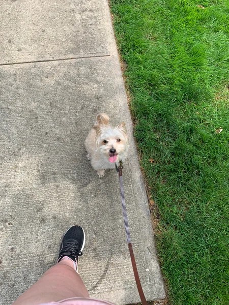 Bergen County Dog Walking (Leonia, NJ) Meetup