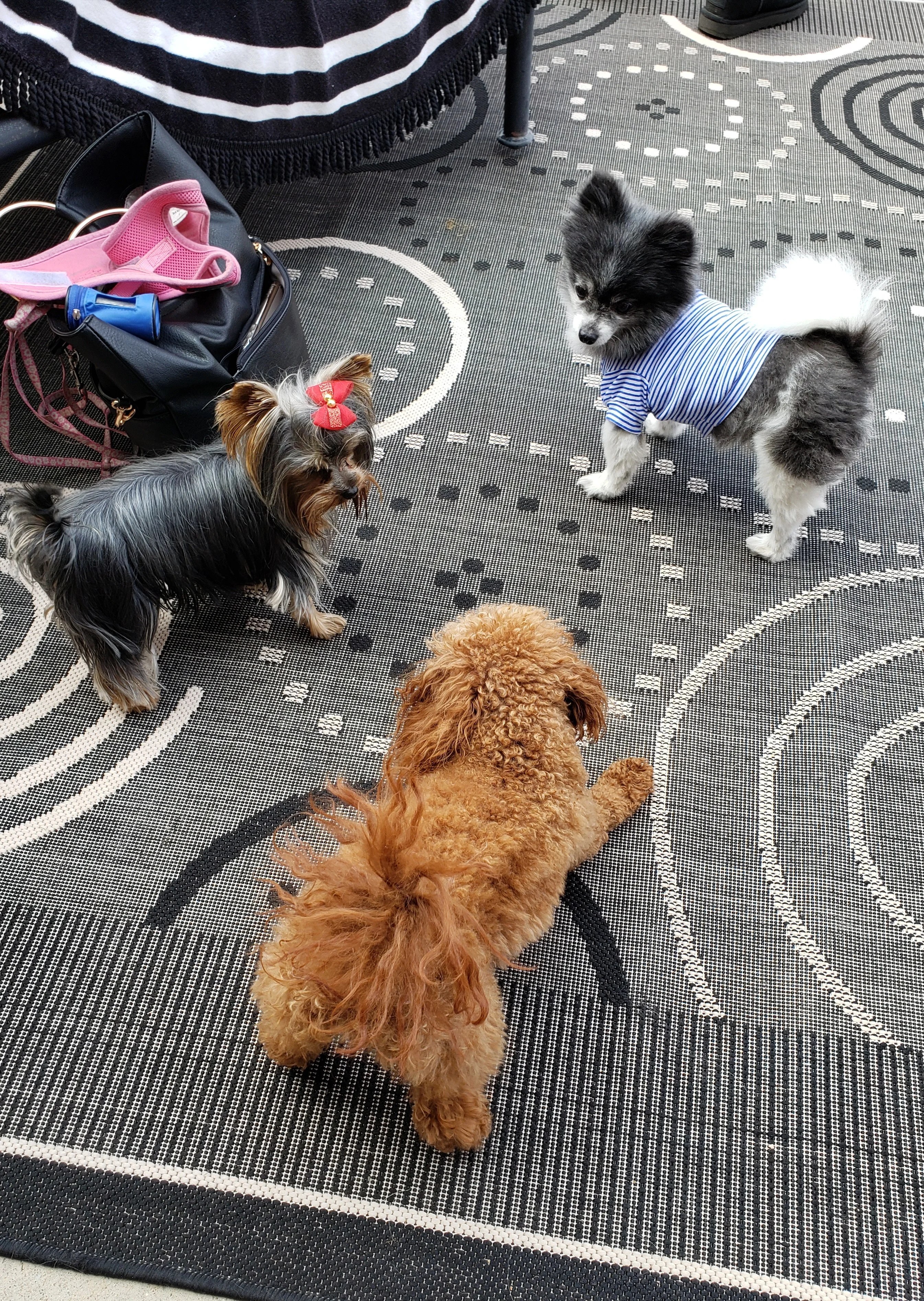 Small Dog Breeds A Z With Pictures