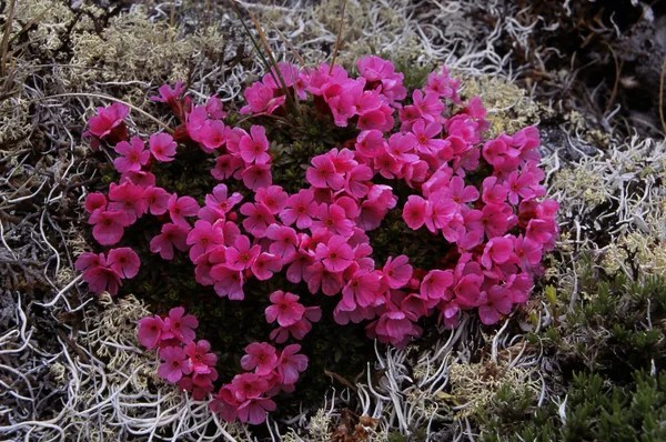 Washington Native Plant Society, Central Puget Sound