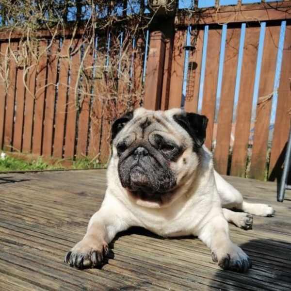 Tribute for Corky PDSA