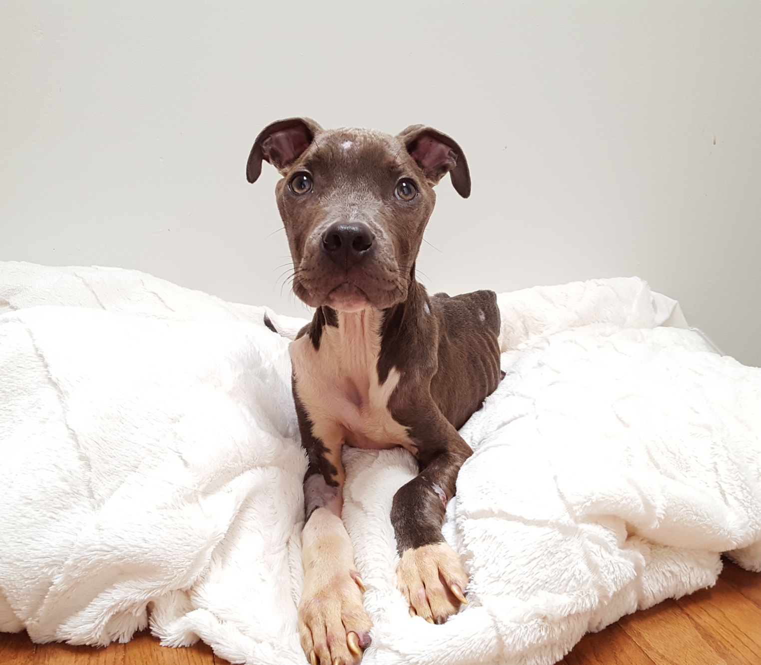 Pit Bull Rescue Nebraska